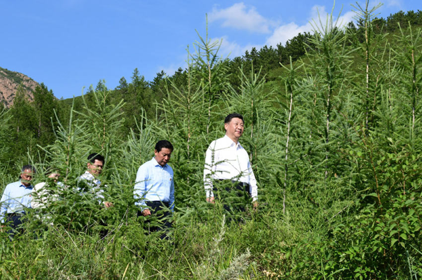 二龙山林场最新动态报道