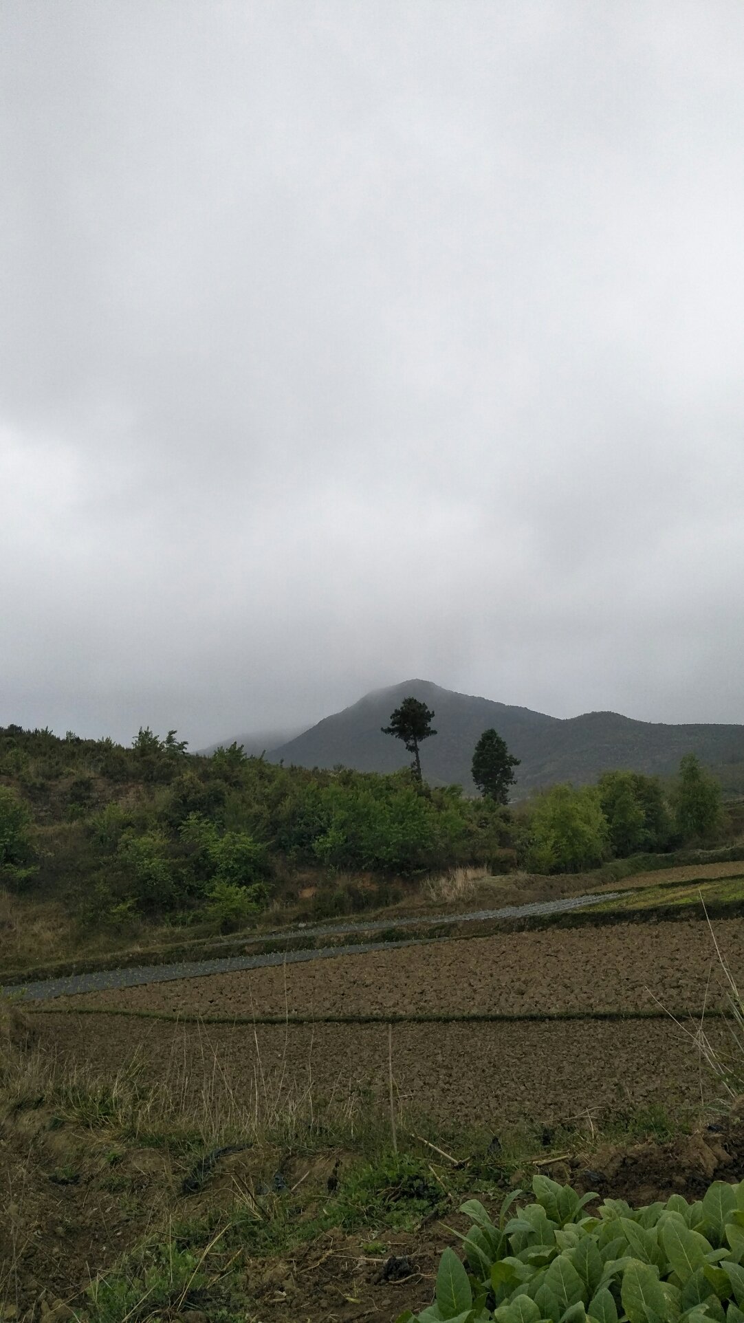 长甸镇天气预报更新通知